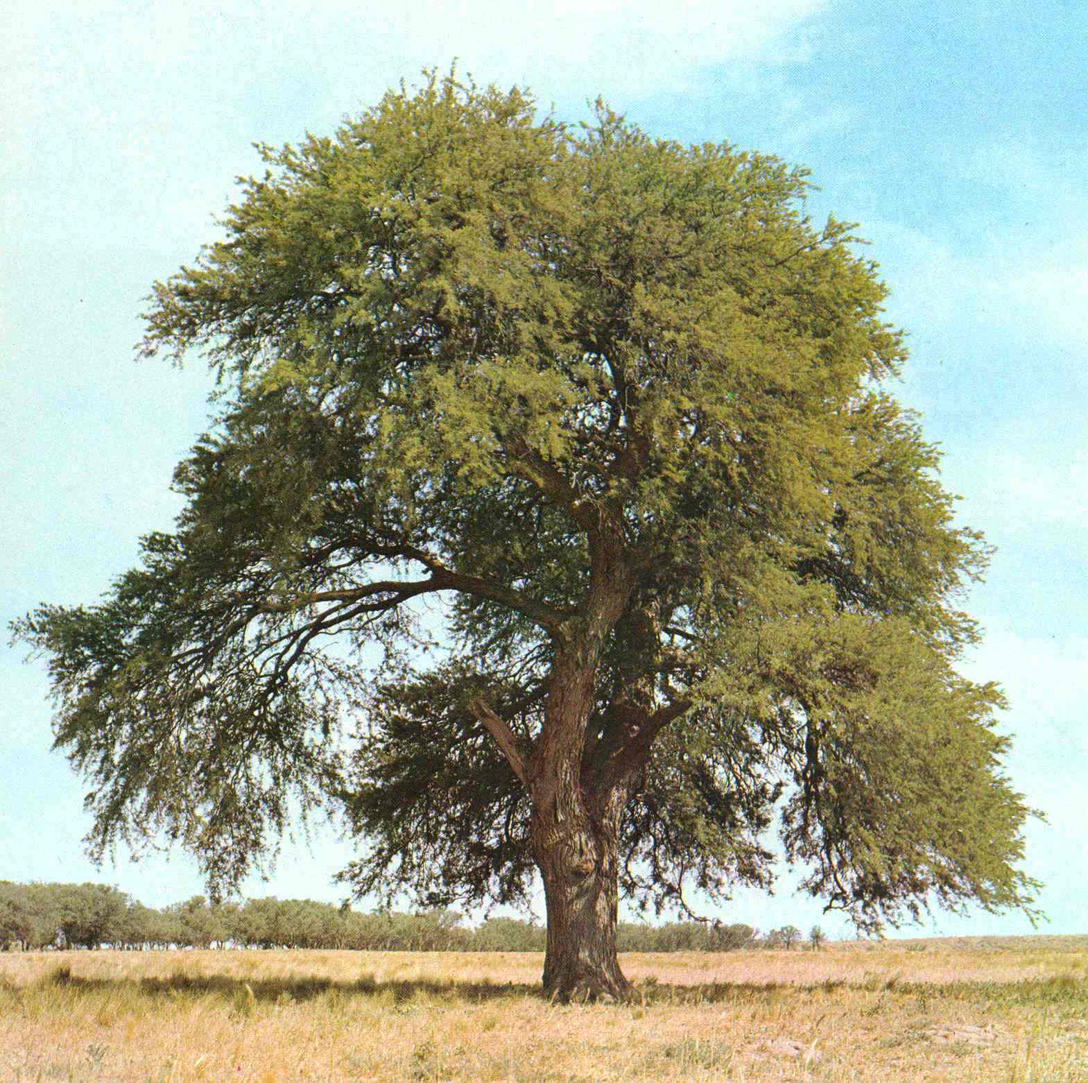 khejri